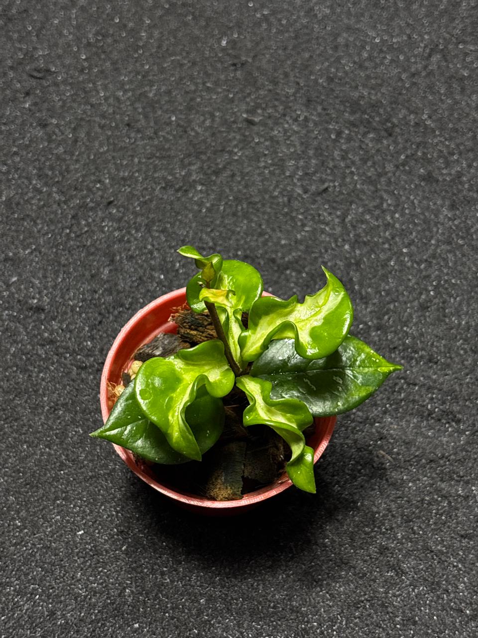 Hoya Carnosa Freckless Variegated Mutated (Small Size)