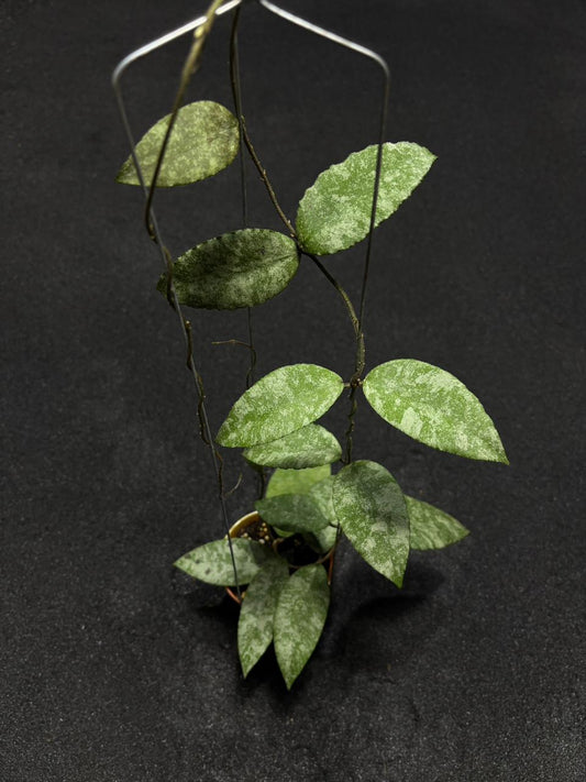 Hoya Caudata Snow Dust