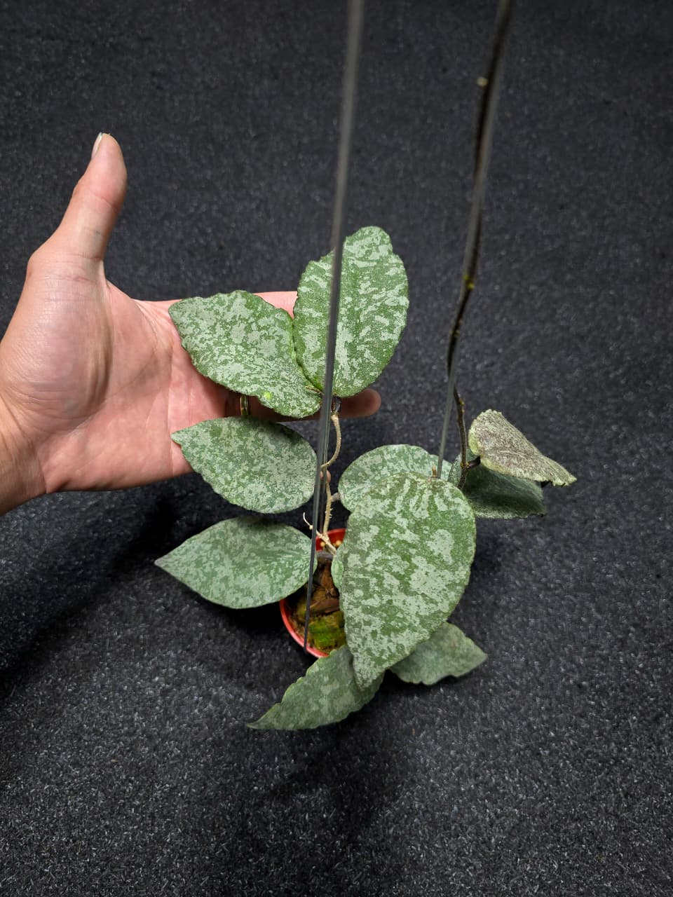 Hoya Caudata Leopard