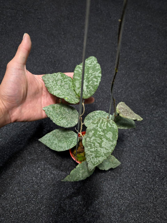 Hoya Caudata Leopard