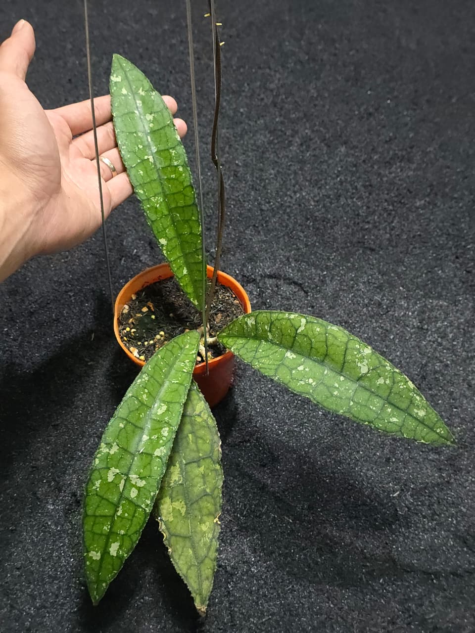 Hoya Clemensiorum Alligator