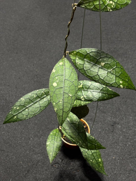 Hoya Clemensiorum Jurrasica