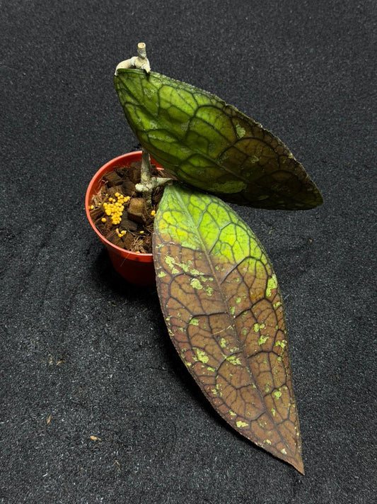 Hoya Clemensiorum Kemiri Jungle