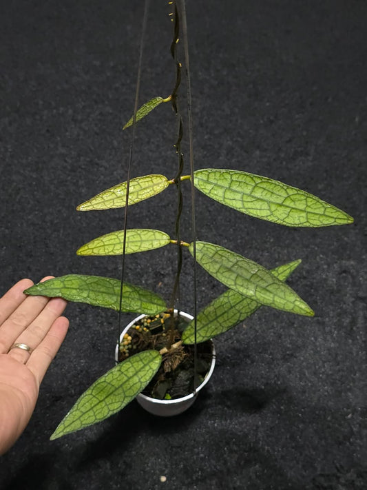 Hoya Clemensiorum Phyton