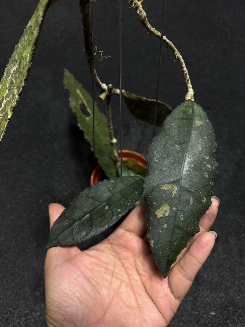 Hoya Clemensiorum Rex