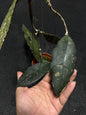Hoya Clemensiorum Rex