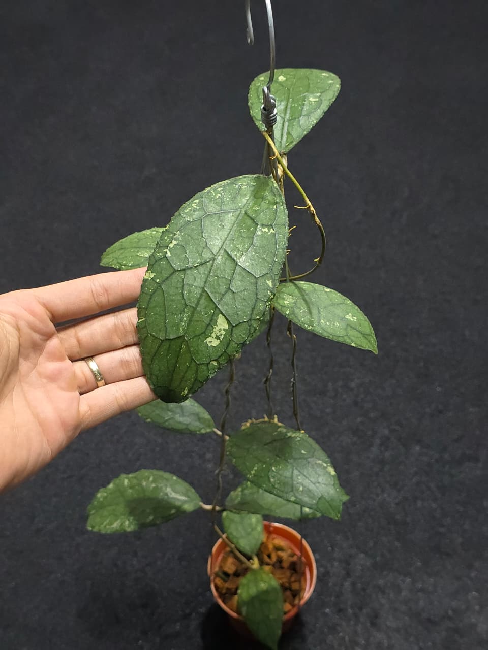 Hoya Clemensiorum Turtle