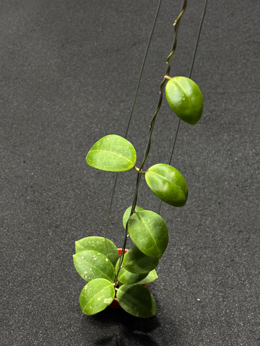 Hoya Dolichosparte Turtle