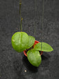 Hoya Dolichosparte Turtle (Small SIze)