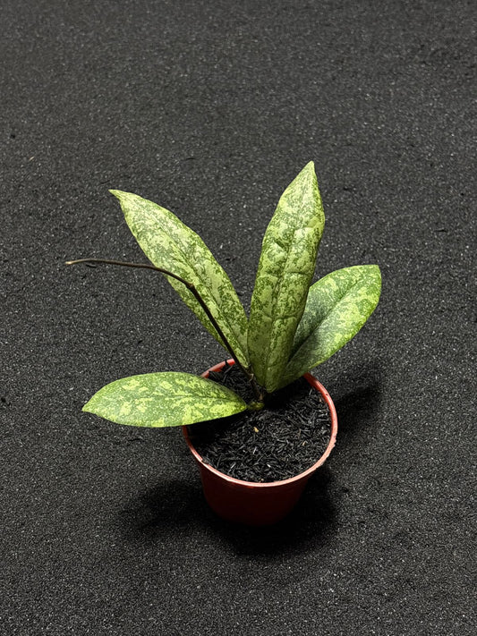 Hoya Finlaysonii Silver (M)