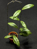 Hoya Finlaysonii Silver (L)