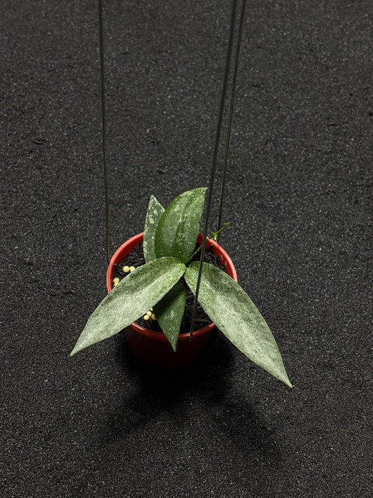 Hoya Flagellata Silver