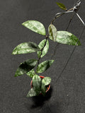 Hoya Flagellata Tabalong