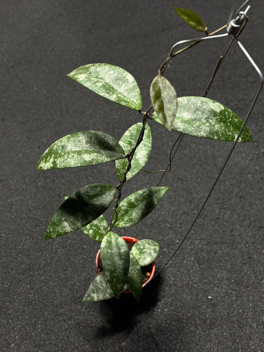 Hoya Flagellata Tabalong