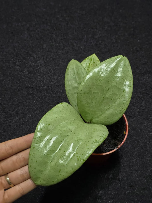 Hoya Glabra SIlver (M)