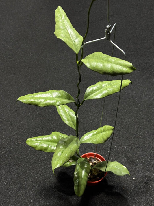 Hoya Griffithi Silver (XL)