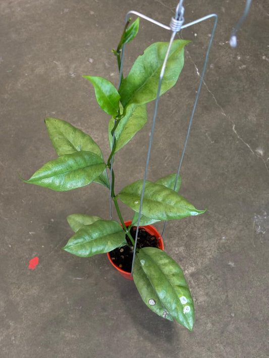 Hoya Griffithi Silver