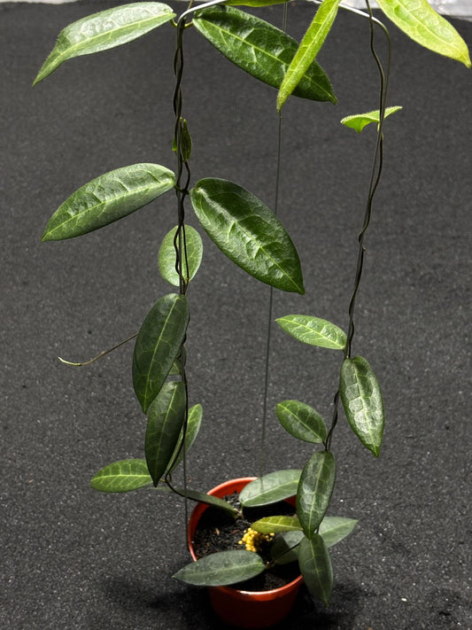 Hoya Hypolasia