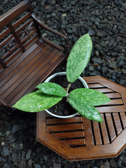 Hoya FInlaysonii Silver