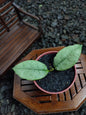 Hoya Mitrata Silver