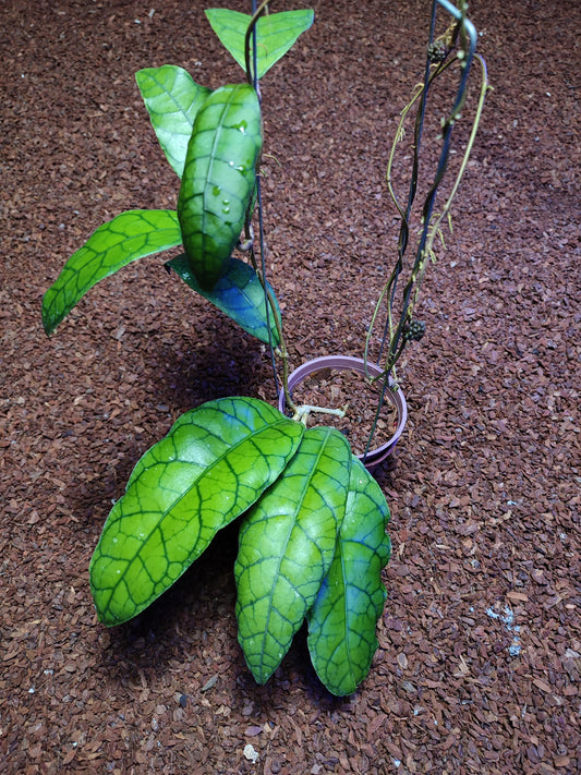 Hoya Calistophylla King