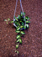 Hoya Lacunosa Green Midori
