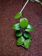 Hoya Sp Selayar (Rare Species)