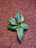 Hoya Sp Aceh Gomaz
