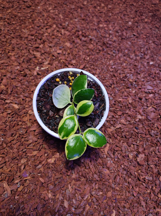 Hoya Incurvulla Var (Palta)