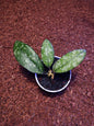 Hoya Clemensiourum Splash