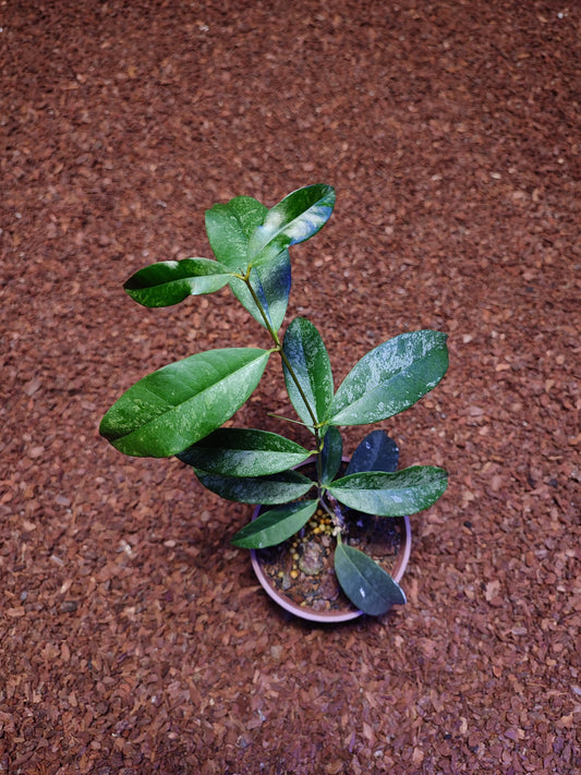 Hoya Wallichii Ssp Tenebrosa