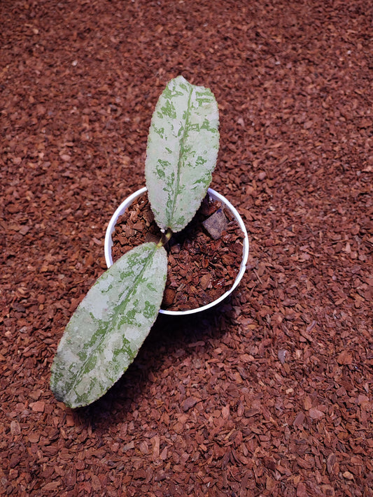 Hoya Undulata Silver Stable Clone