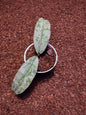 Hoya Undulata Silver Stable Clone