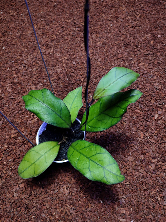 Hoya Finlaysonnii Black Leaf