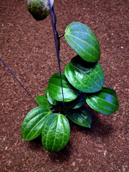 Hoya Macrophylla Watermellon