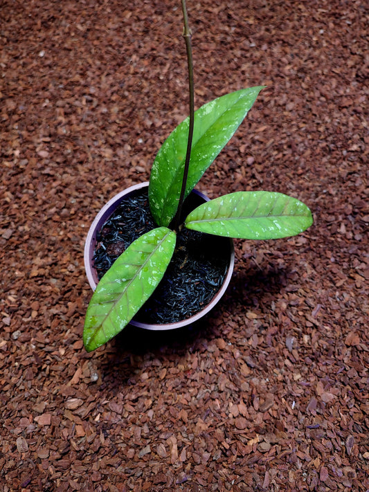 Hoya Sp Aceh Gayo