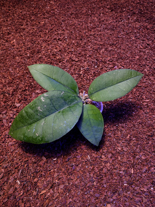 Hoya Callistophylla Vein Less