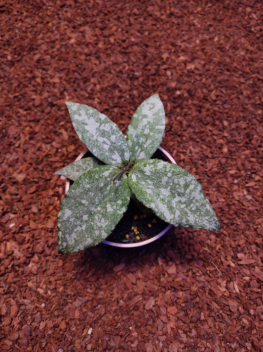 Hoya Caudata Silver Aceh