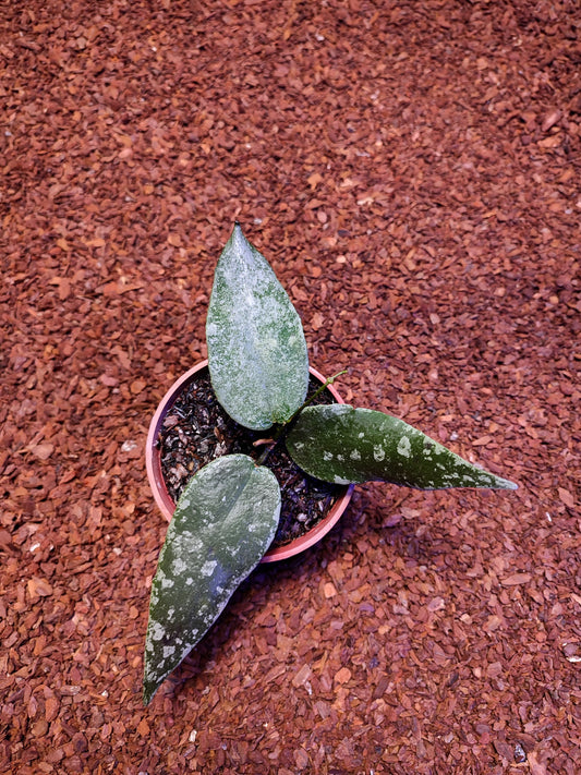 Hoya Flagellata Silver