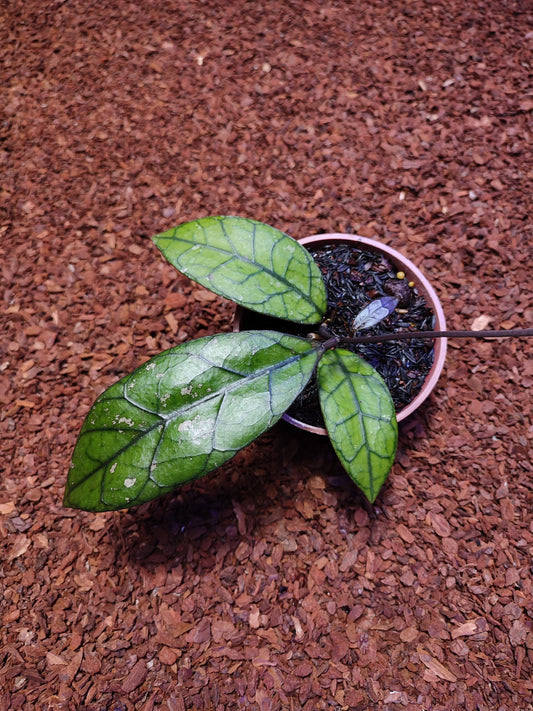 Hoya Finlaysonii Black Leaf (Clone 2)