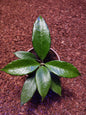 Hoya Sp Timor