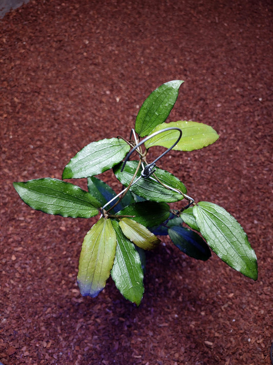 Hoya Erythrina Bajo