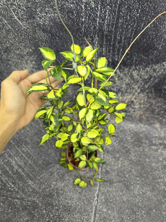 Hoya Lacunosa Green Midori