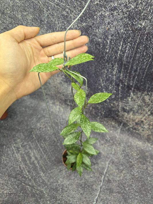Hoya Sp Cianjur Splash