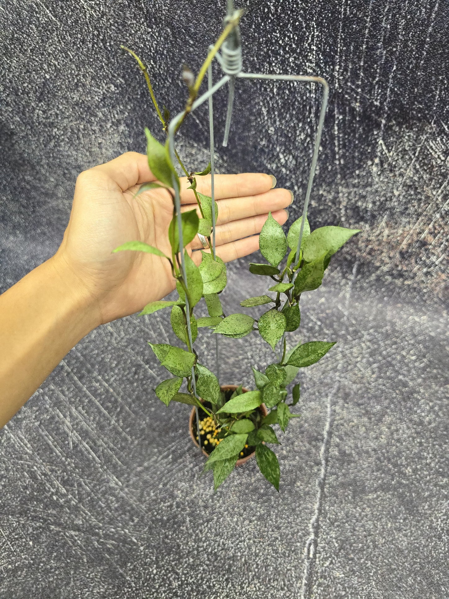Hoya Lacunosa Silver Autum Blush
