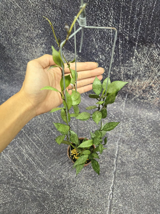 Hoya Lacunosa Silver Autum Blush
