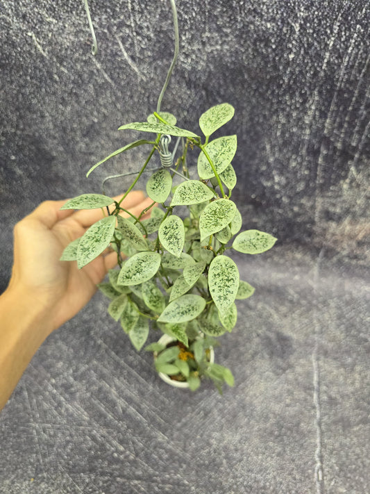 Hoya Lacunosa Leopard Skin