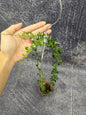 Hoya New Sp Mini Mamasa