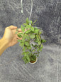 Hoya Sp Mini Kalimantan splash
