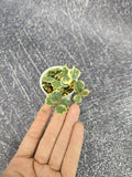 Hoya Curtisii Albo